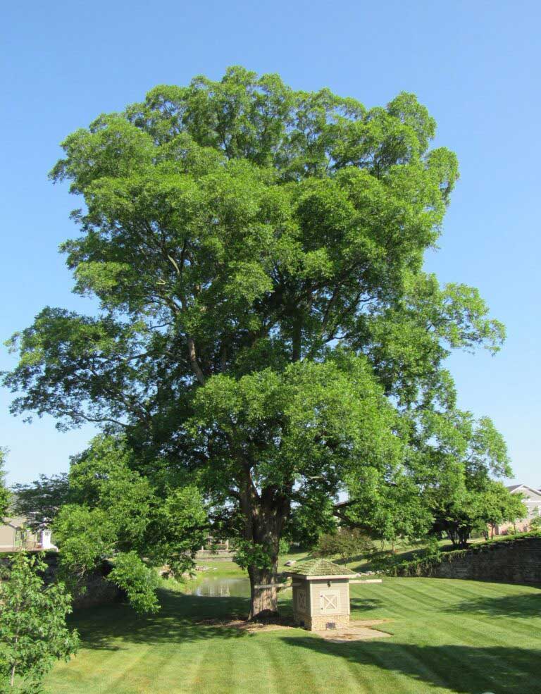 Big Trees of Bowling Green