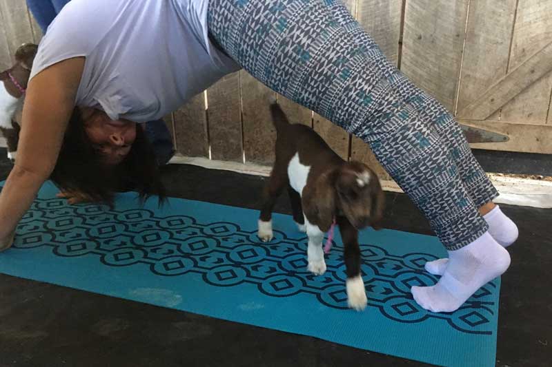 Goat Yoga at Lost River Cave