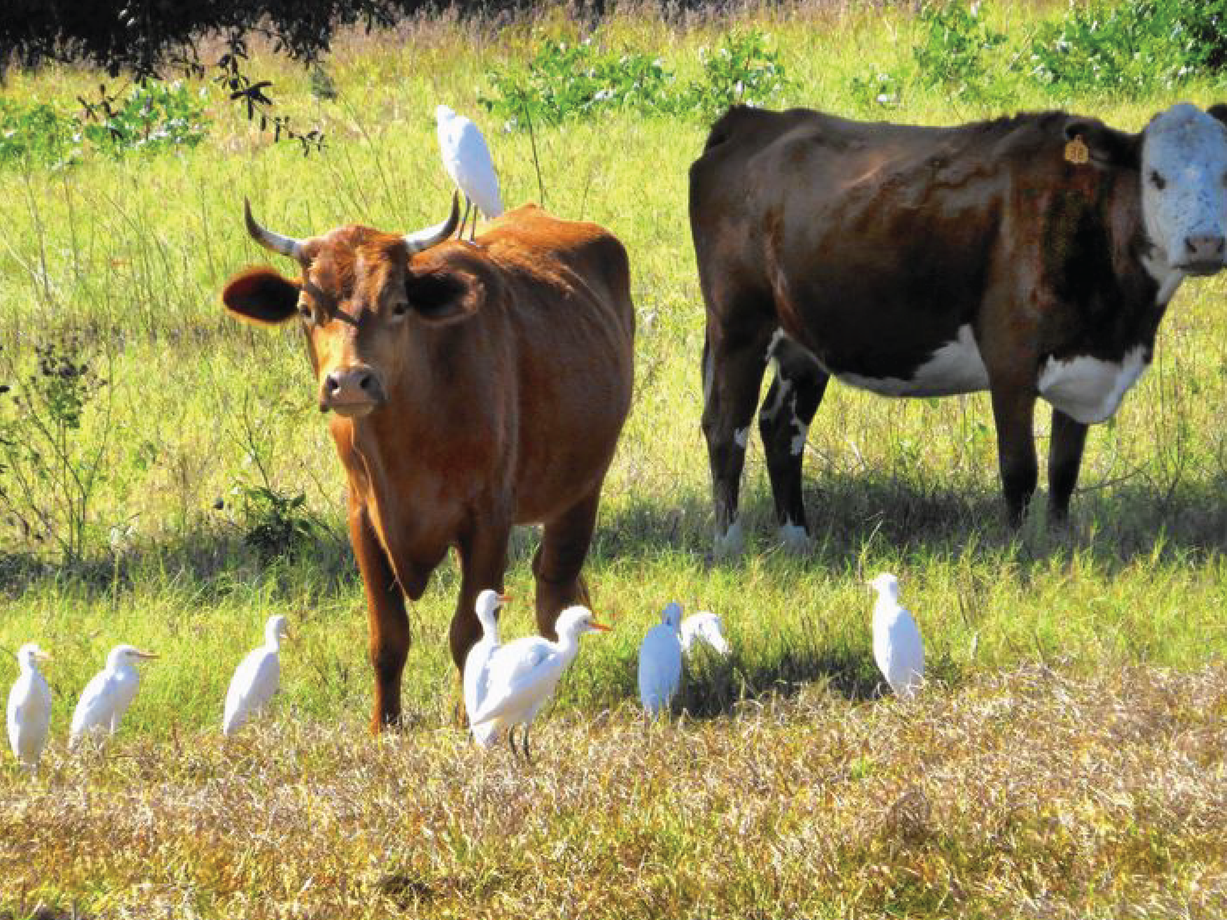 Symbiotic Relationship: Cattle and Egret - Lost River Cave
