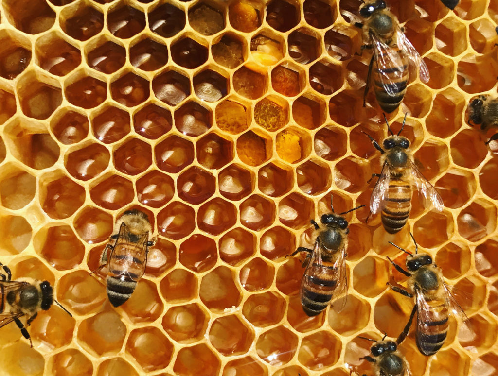 hive1