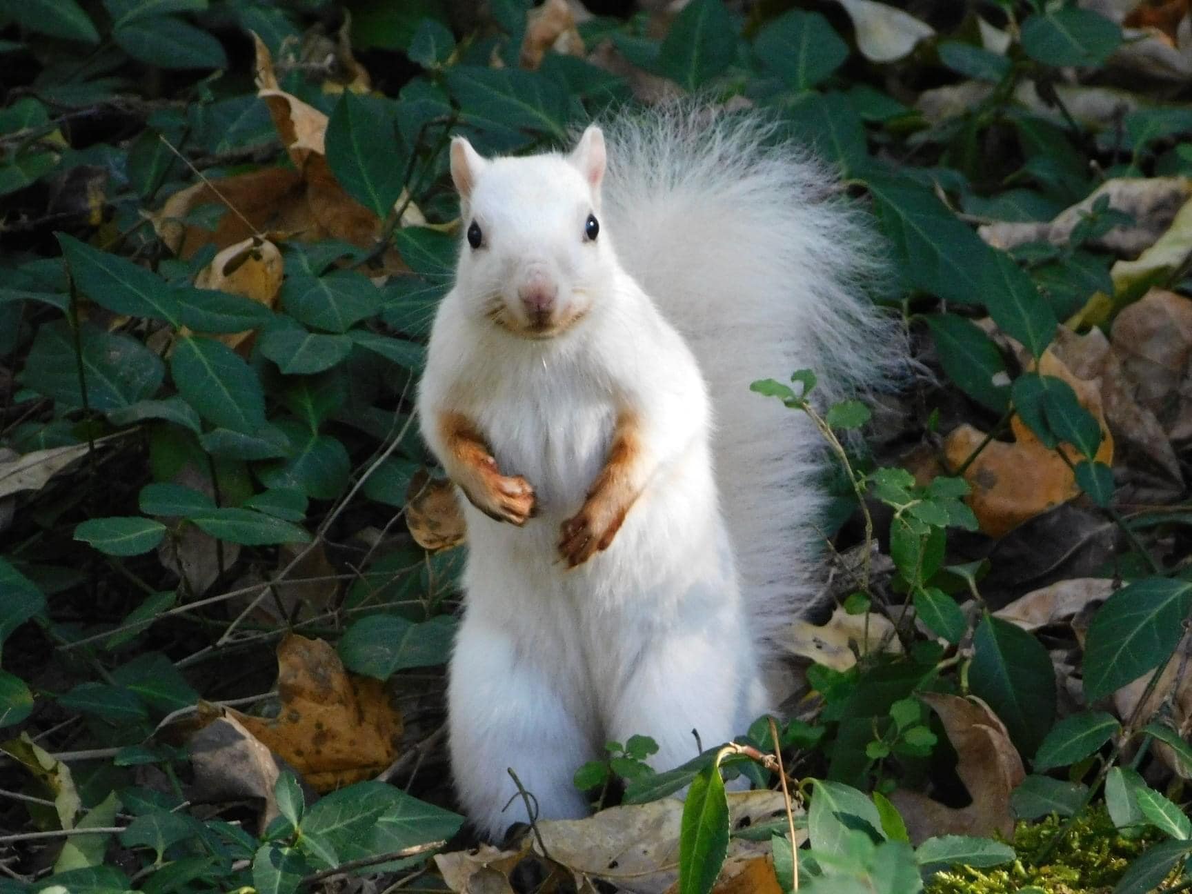 Eastern Gray Squirrel? - Lost River Cave