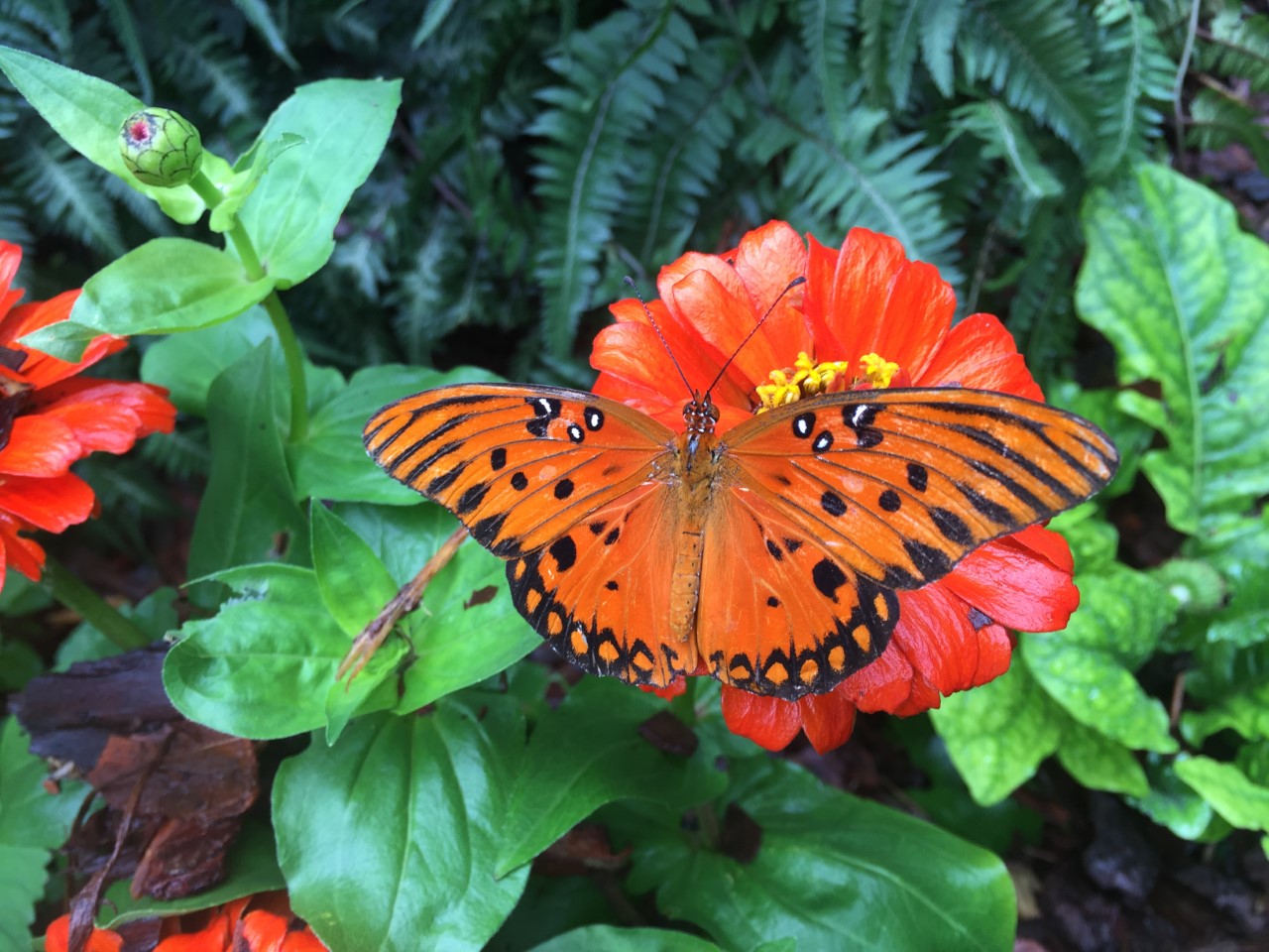 Meet our Native Butterflies! Lost River Cave