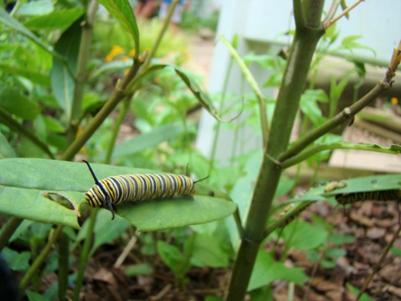 Butterfly Habitat Lost River Cave