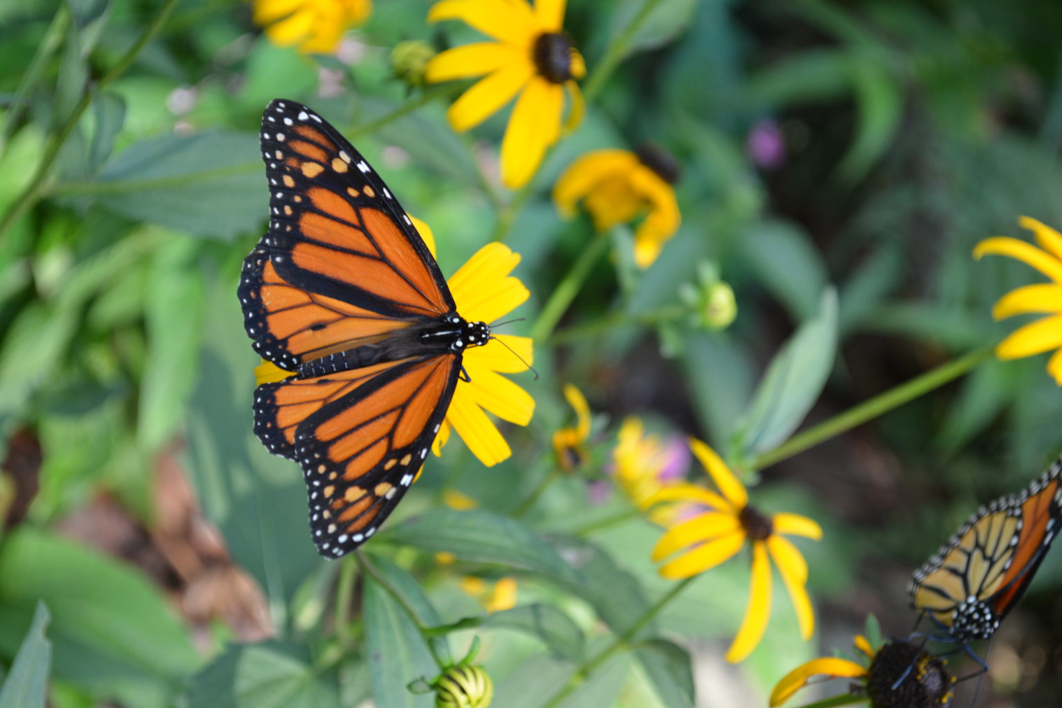 Butterfly Habitat Lost River Cave