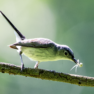 Blue Gray Gnatcatcher