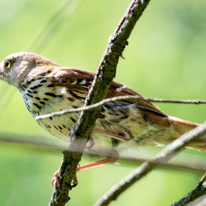 Brown Thrasher