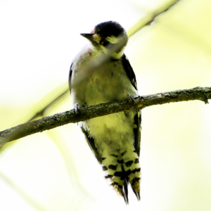 Downy Woodpecker