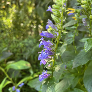 Lobelia