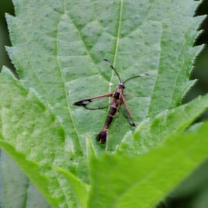 Ithaca Clearwing Moth Carmenta ithacae