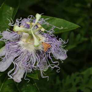 Passion flower vine - John Z