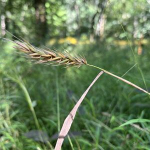 Virginia Wild Rye